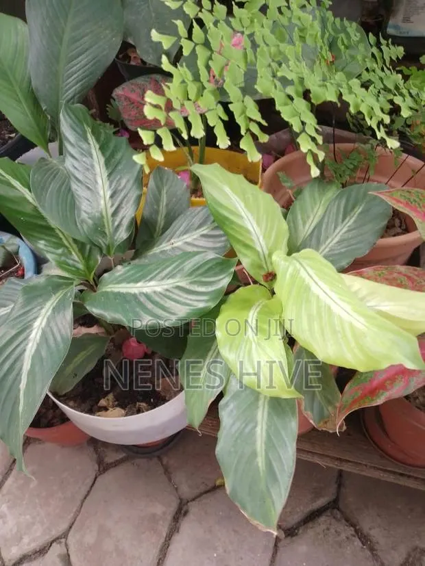 Plant Varieties · Photo 1