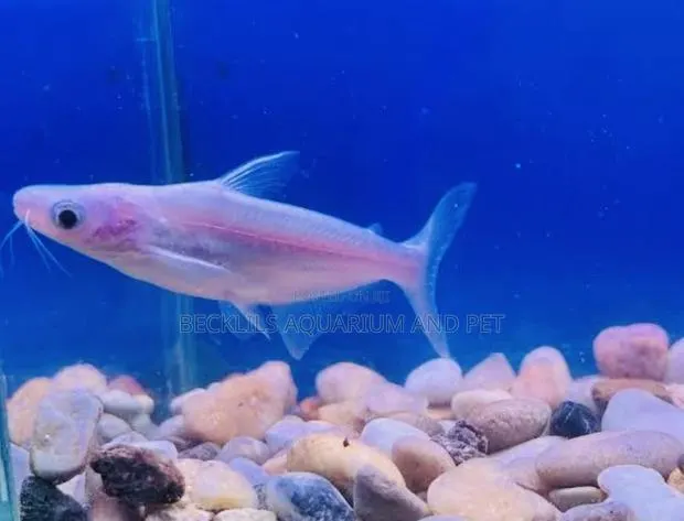 Albino Shark · Photo 4