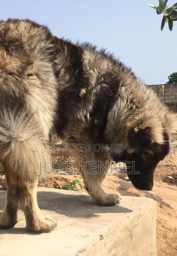6-12 months Male Purebred Caucasian Shepherd · Photo 1