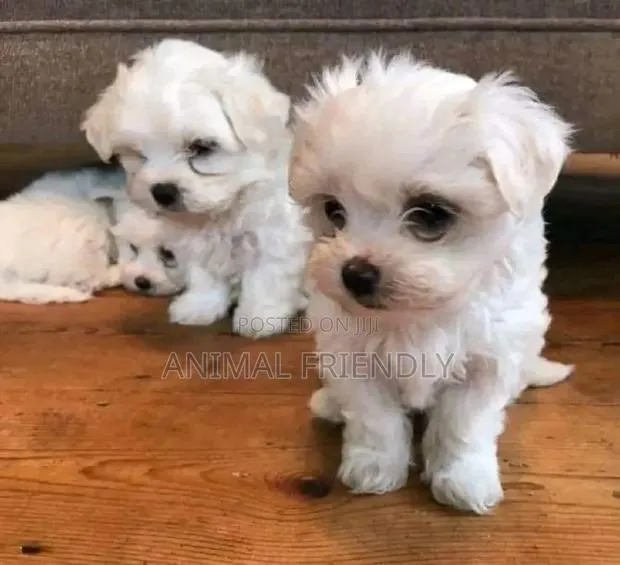 1-3 months Male Purebred Maltese · Photo 1