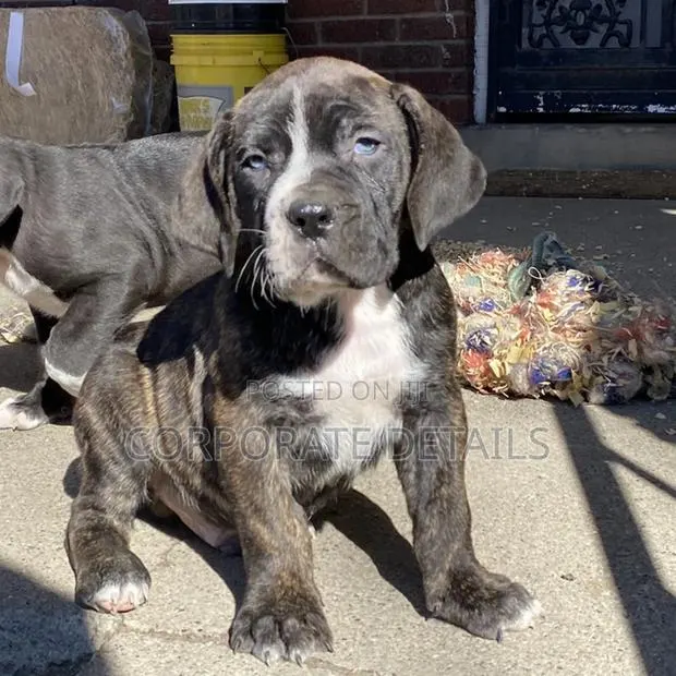 1-3 months Male Purebred Boerboel · Photo 1