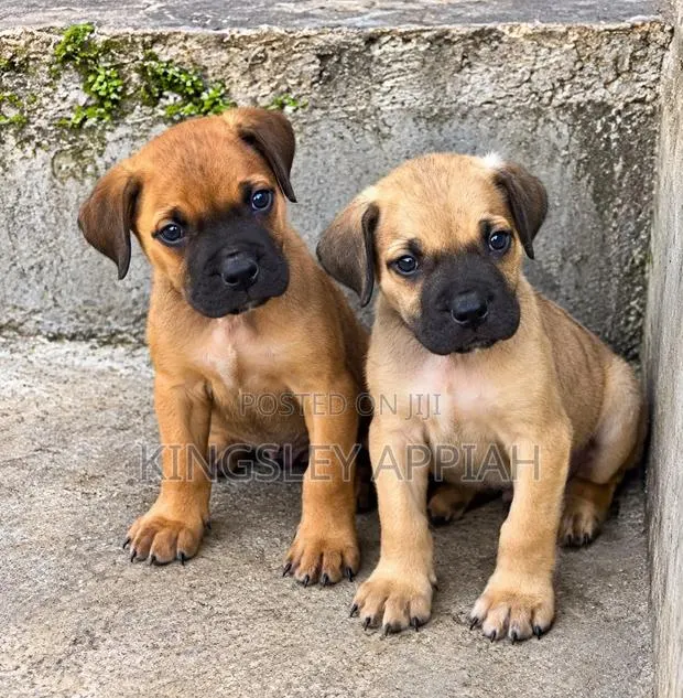 1-3 months Female Purebred Boerboel · Photo 1