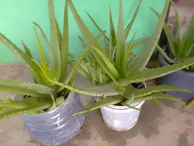 Miracle Aloe Plant · Photo 1