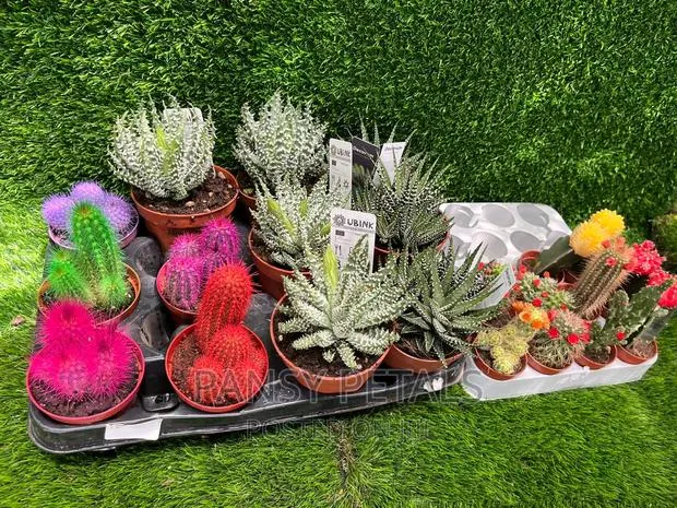 Cactus and Aloe for Sale · Photo 1