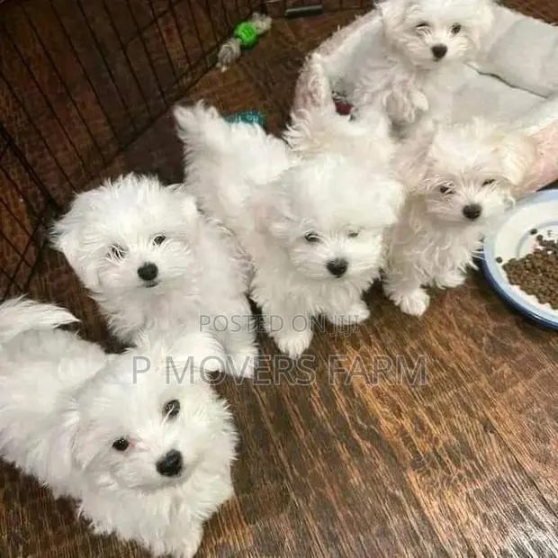 1-3 months Male Purebred Maltese · Photo 1