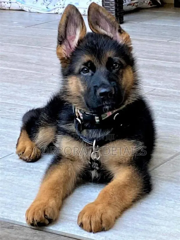 1-3 months Male Purebred German Shepherd · Photo 1