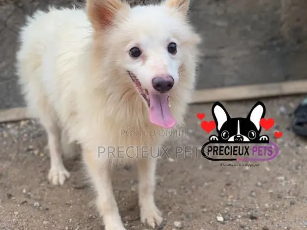 3-6 months Male Purebred Japanese Spitz · Photo 1