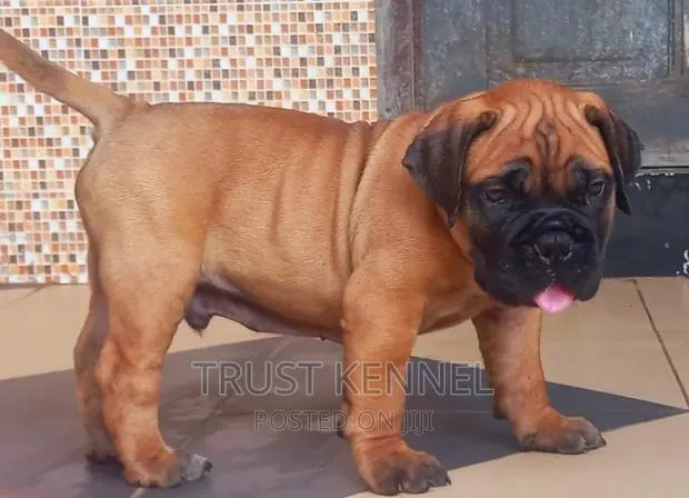 1-3 months Male Purebred Bullmastiff · Photo 1