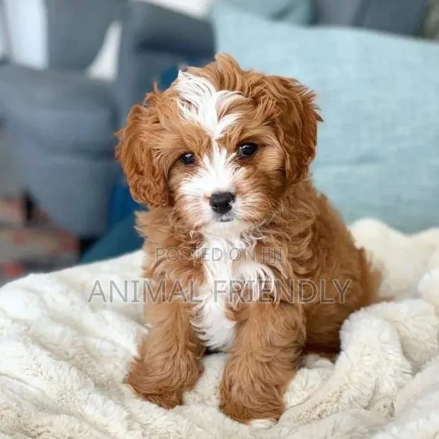 1-3 months Female Purebred Poodle · Photo 1