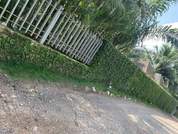 Wall Ficus for Sale · Photo 7