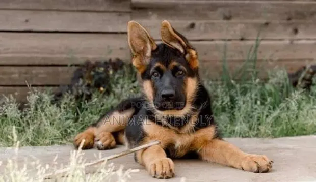 1-3 months Male Purebred German Shepherd · Photo 1