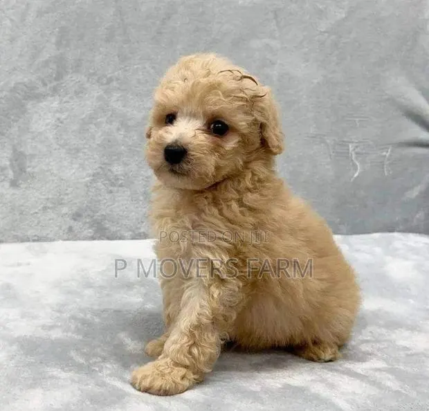 1-3 months Male Purebred Maltese · Photo 1