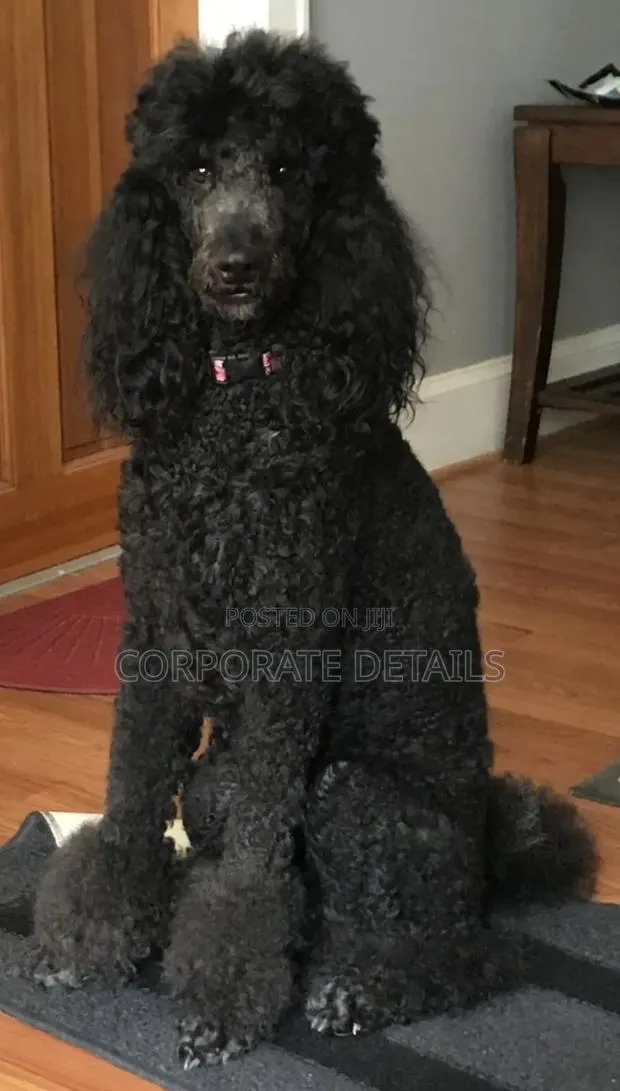 3-6 months Female Purebred Poodle · Photo 1