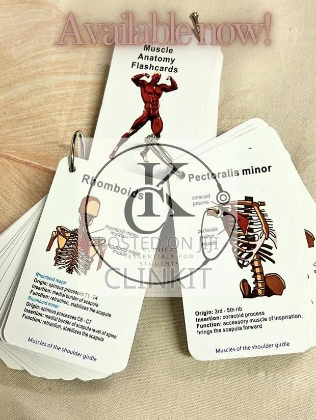 100 Page Muscle Anatomy Flashcards · Photo 1
