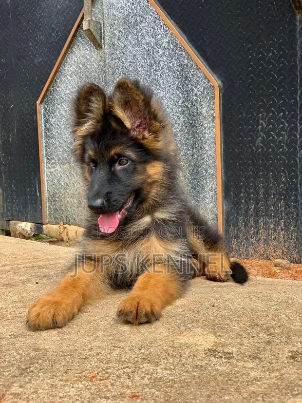 1-3 months Male Purebred German Shepherd · Photo 1