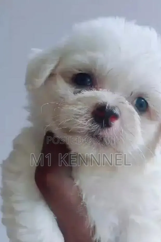 1-3 months Male Purebred Maltese