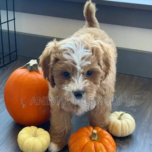 1-3 months Female Purebred Poodle · Photo 1