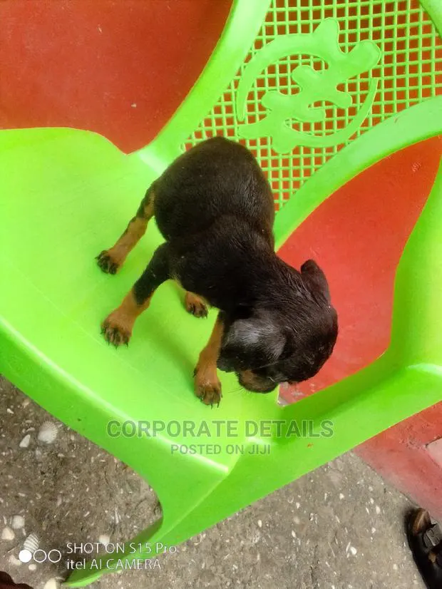 1-3 months Female Purebred Doberman Pinscher · Photo 1
