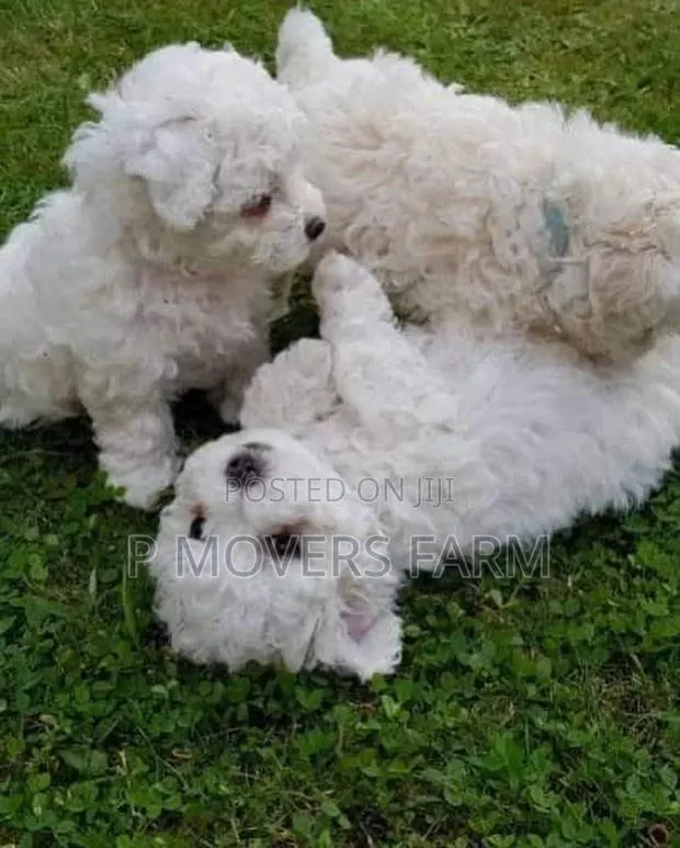 1-3 months Male Purebred Lhasa Apso · Photo 1