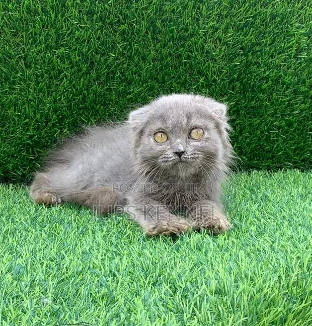 1-3 months Female Purebred Scottish Fold · Photo 1