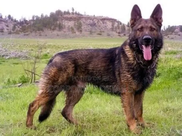 1+ year Male Purebred German Shepherd · Photo 1