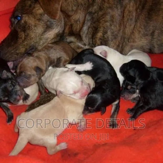 1-3 months Male Purebred American Pit Bull Terrier · Photo 1
