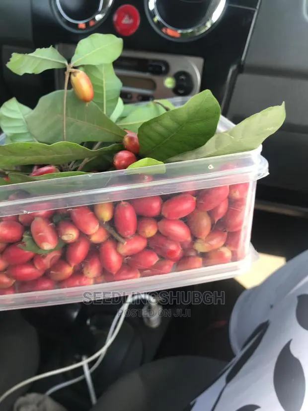 Miracle Berry Seedlings · Photo 1