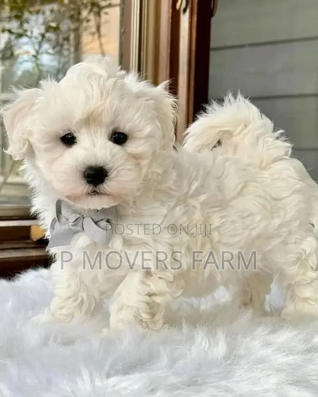 1-3 months Male Purebred Maltese · Photo 1