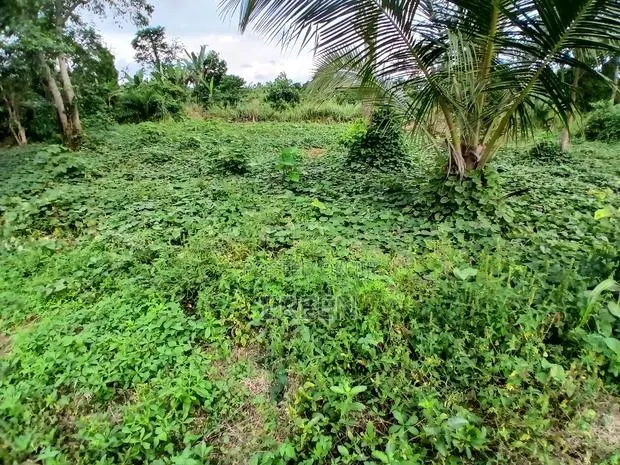 2 Plots of Land for Sale · Photo 4