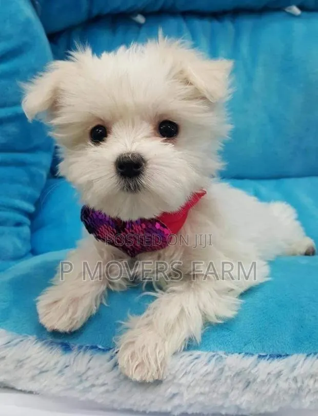 1-3 months Male Purebred Maltese · Photo 1