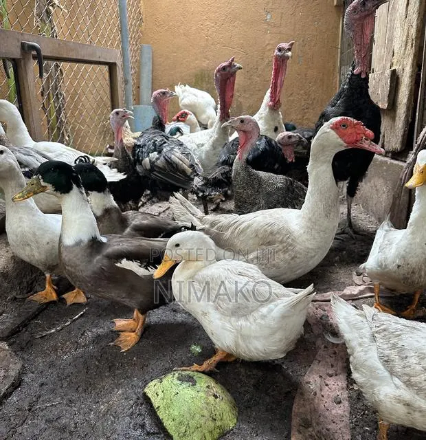 Mature Ducks for Sale · Photo 1