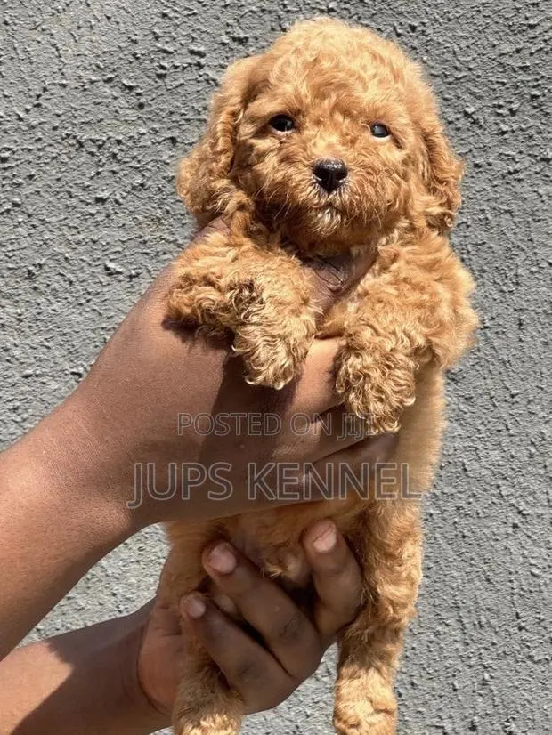 1-3 months Female Purebred Poodle · Photo 1
