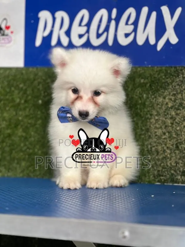 1-3 months Male Purebred American Eskimo · Photo 1