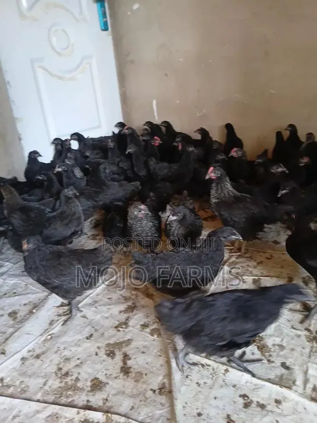 Day Old Black Chicks. · Photo 1
