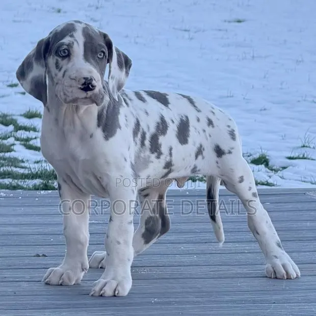 1-3 months Male Purebred Great Dane · Photo 1