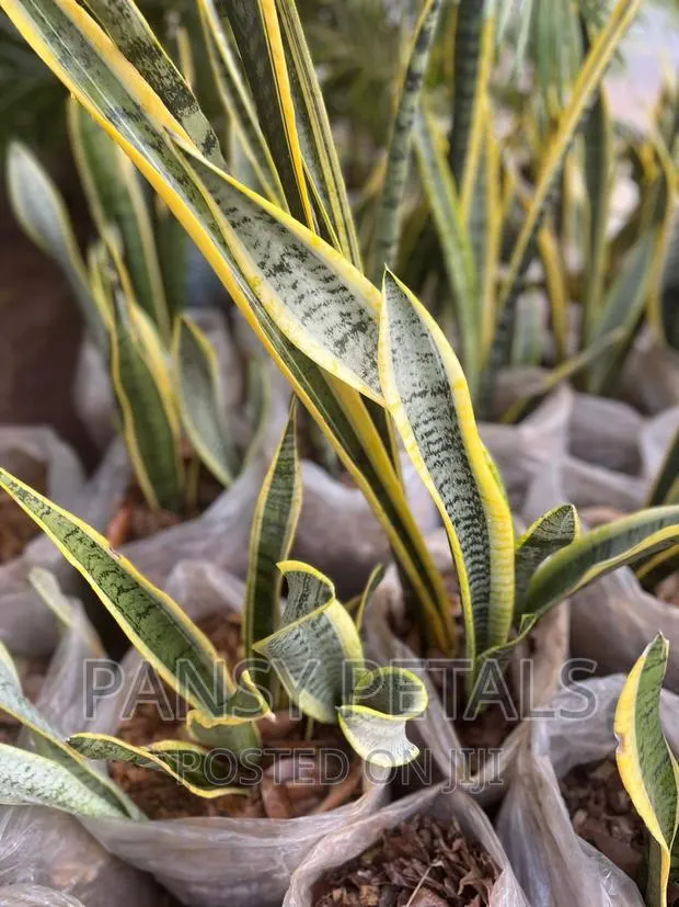 Sanseviera (Snake Plant for Sale) · Photo 1