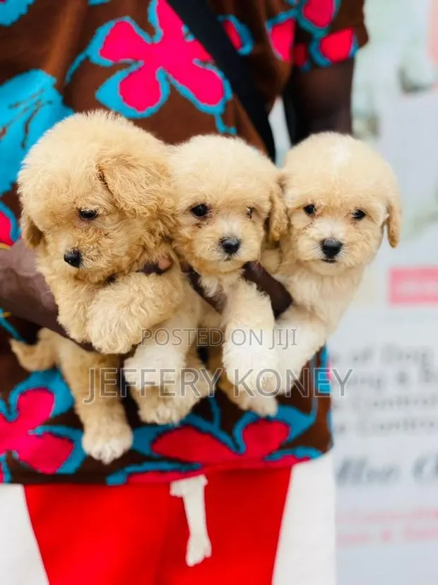 1-3 months Female Purebred Poodle · Photo 1