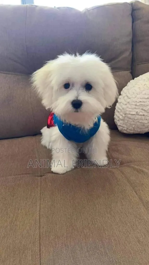 1-3 months Female Purebred Maltese · Photo 1