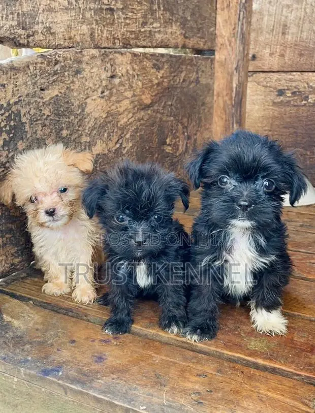 1-3 months Male Purebred Poodle · Photo 1