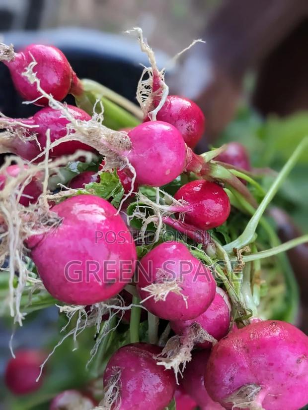 Red Radish Seeds · Photo 2