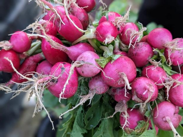 Red Radish Seeds · Photo 1