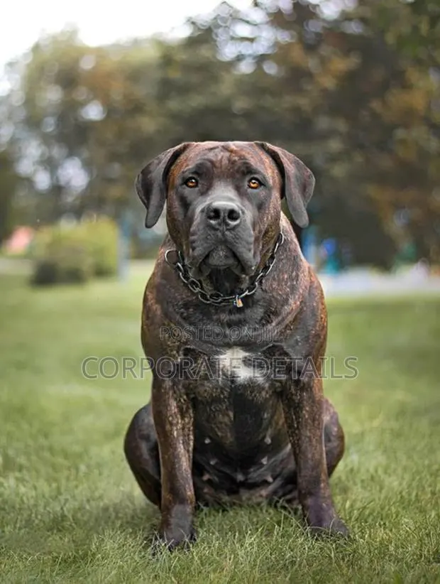 1+ year Male Purebred Boerboel · Photo 1