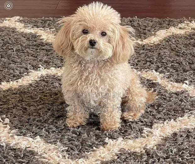 1-3 months Male Purebred Poodle · Photo 1