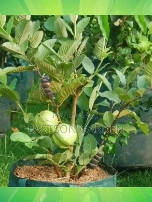 Jumbo Guava Hybrid · Photo 2