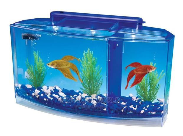 Betta Fish Tank · Photo 1