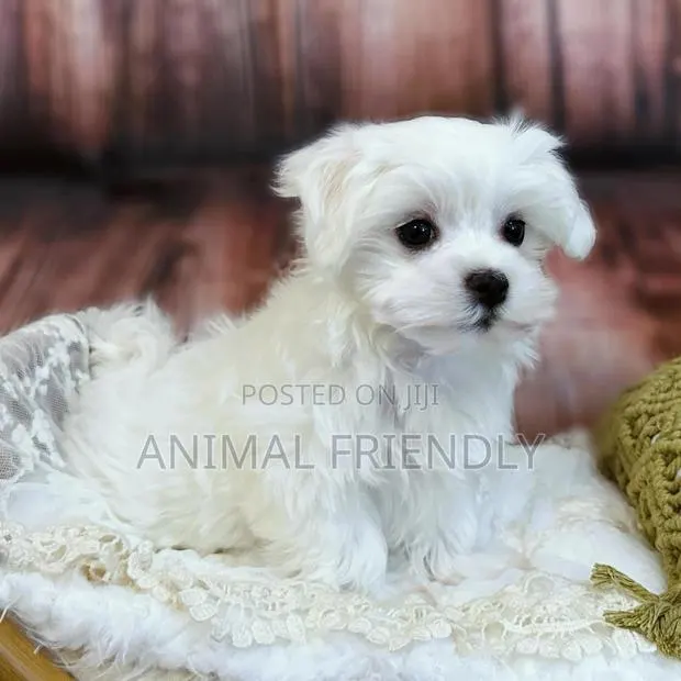 1-3 months Female Purebred Maltese · Photo 1