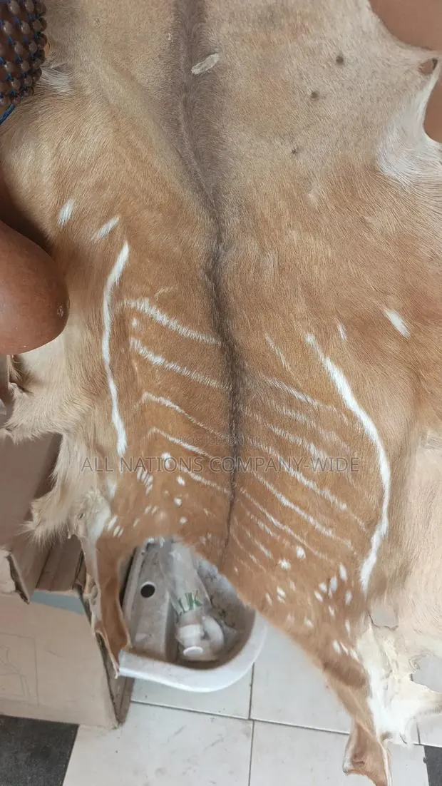 Big Cats Dry Skin · Photo 1