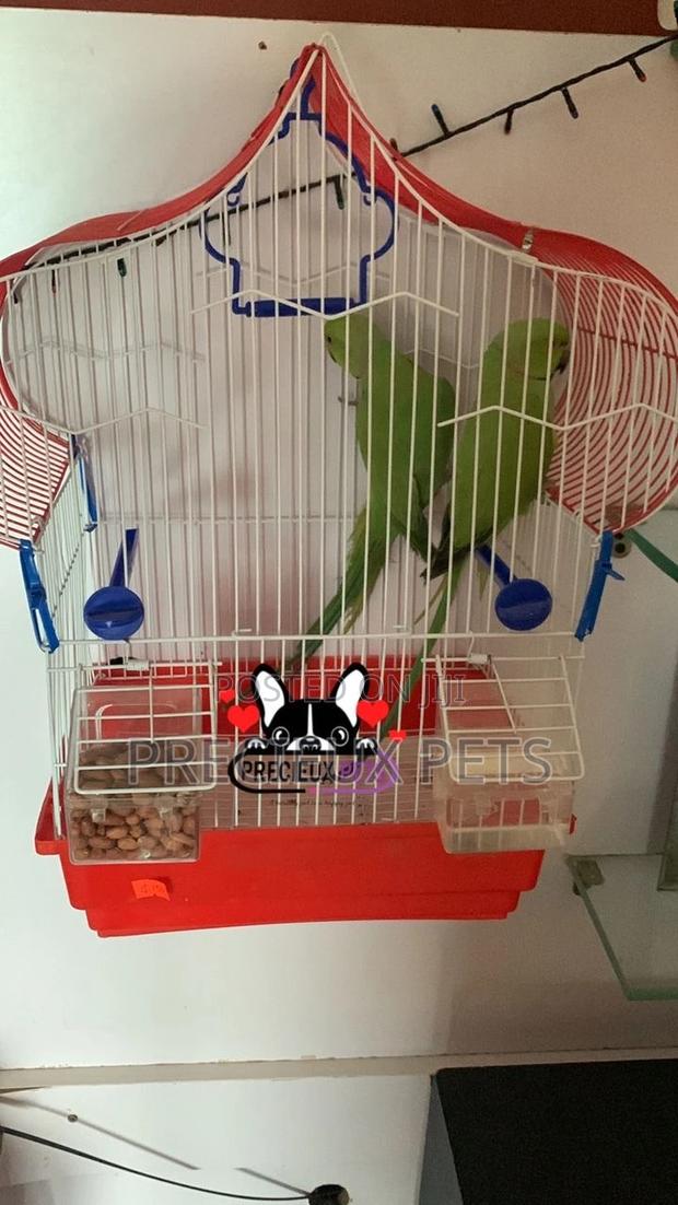 Trained Pair Ringneck Parrot · Photo 2