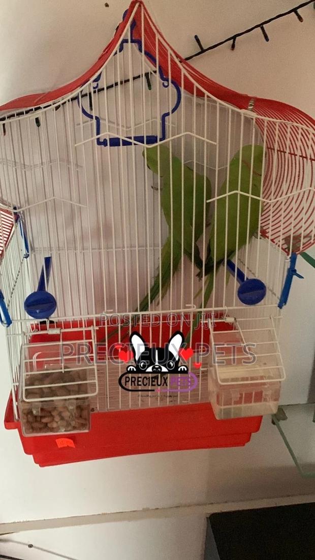 Trained Pair Ringneck Parrot · Photo 3