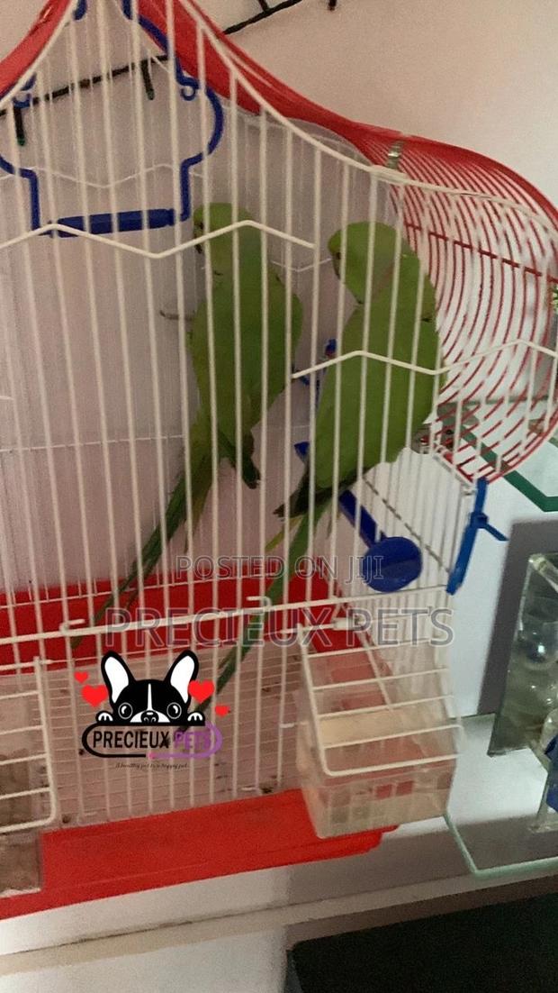 Trained Pair Ringneck Parrot · Photo 4